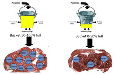 The muscle glycogen bucket