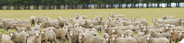 Identify the key production traits that drive your sheep enterprise profit