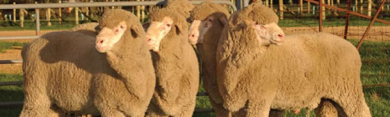 Sheep Genetics indexes