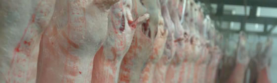 MSA production guidelines for lamb and sheepmeat
