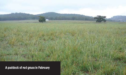 A paddock of red grass in February