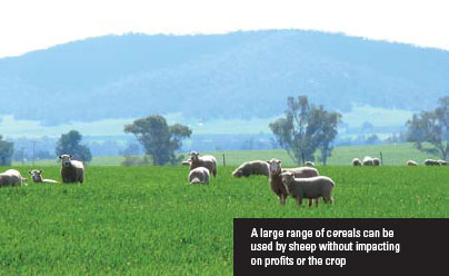 A large range of cereals can be used by sheep without impacting on profits or the crop