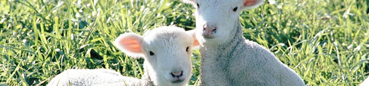 Ensure most ewes get in-lamb