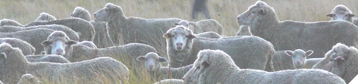 Manage your ewes to improve lamb surviva
