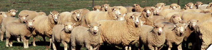 Keep maximum number of lambs alive to weaning
