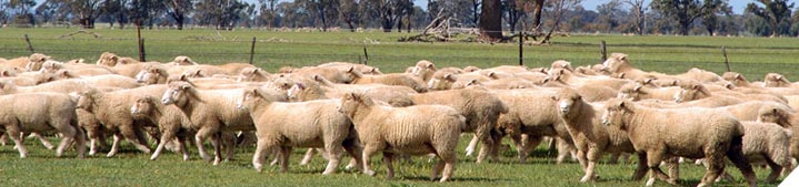 Manage weaners for lifetime productivity